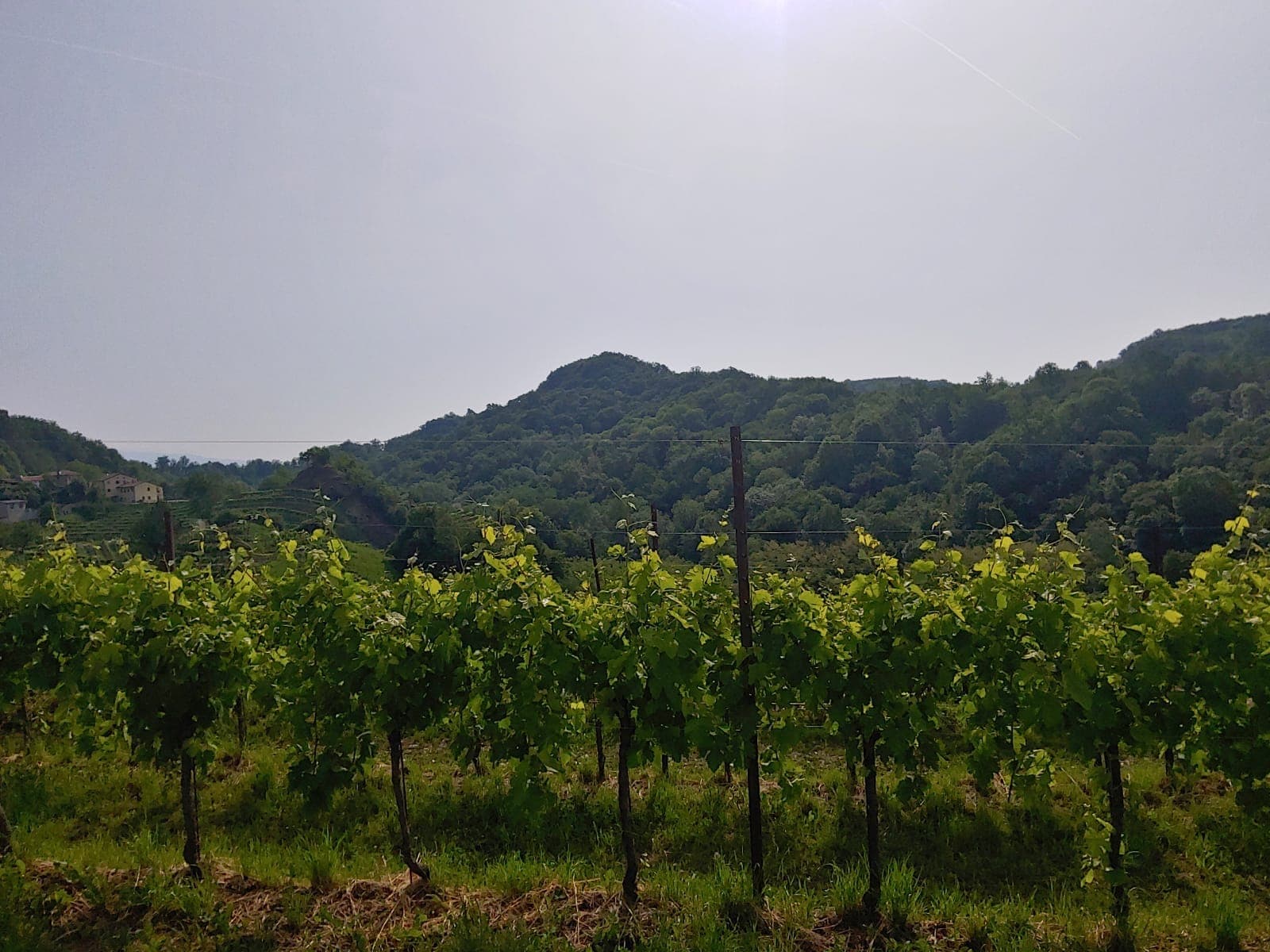 Marcia del Refrontolo Passito