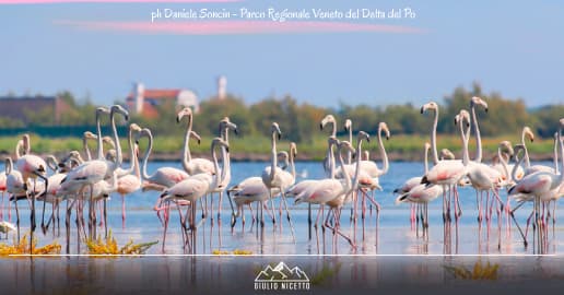 Le Valli dei Fenicotteri Rosa - Parco Delta del Po