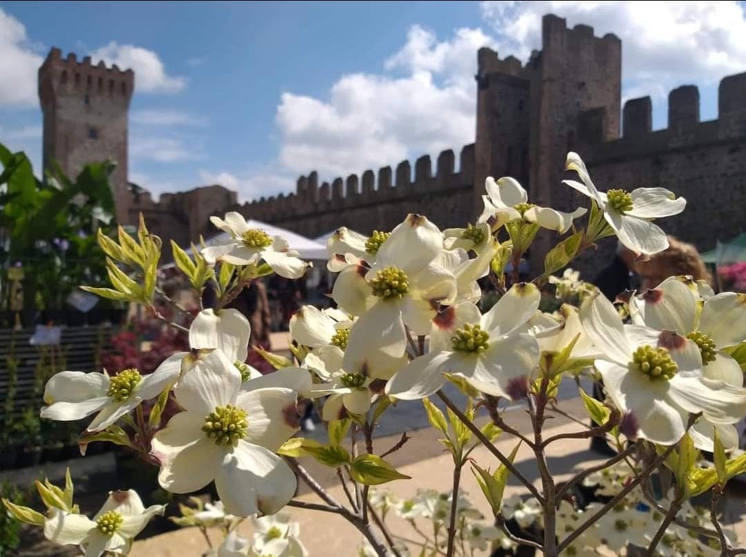 Este in fiore