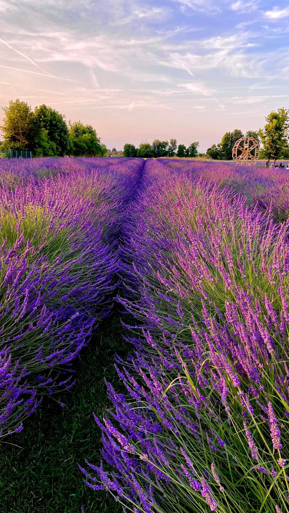 Festa della fioritura La Lavanda del Brenta 2024