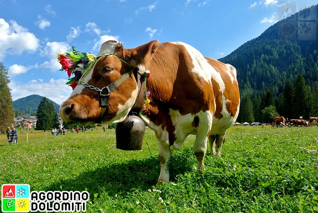 20-21 luglio Sagra di San Lucano 2024 Taibon Agordino