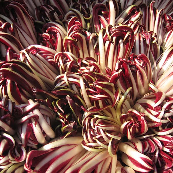 mostra radicchio 2025 preganziol